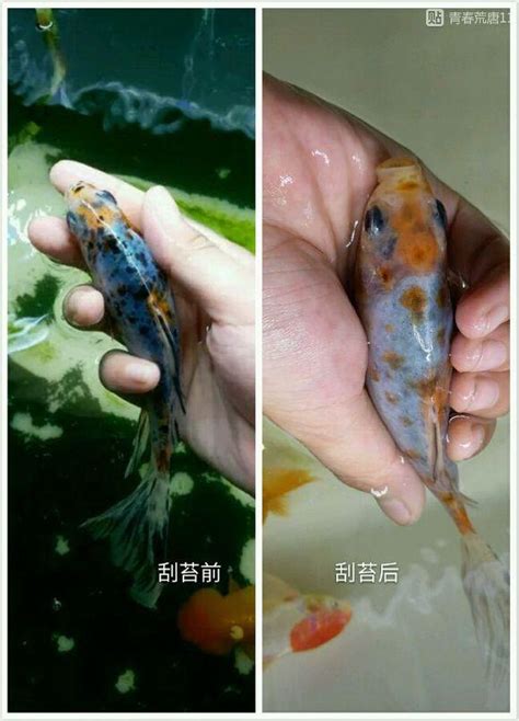 金魚 魚缸|養金魚要注意什麼？不同種金魚別混養 